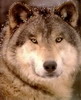 Krrak's Avatar